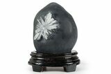 Polished Chrysanthemum Stone in Wood Base - China #352117-1